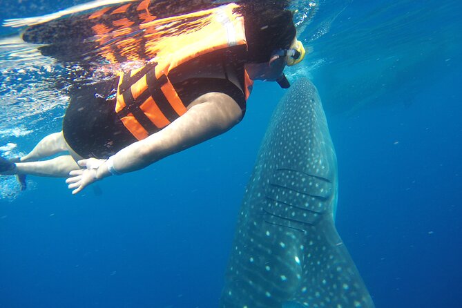 Full-Day Whale Shark Tour Puerto Morelos with Pickup and Lunch - Price, plus the $30 cash fees you must plan for