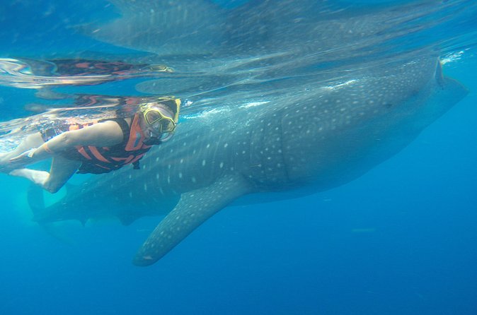Full-Day Whale Shark Tour Puerto Morelos with Pickup and Lunch - Small group size, English guidance, and how that helps
