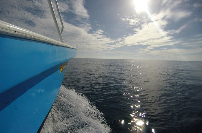 Full-Day Whale Shark Tour Puerto Morelos with Pickup and Lunch - Moderate fitness is the real requirement