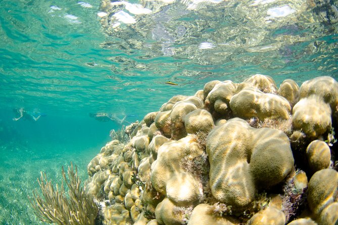 Guided Tour of Puerto Morelos Reefs with Snorkeling Experience - The reef experience: guided marine life first, then corals