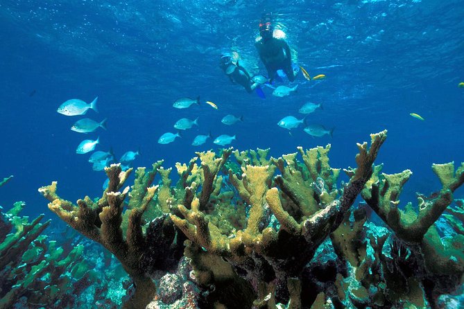 Guided Tour of Puerto Morelos Reefs with Snorkeling Experience - Who this tour fits best, and who should think twice