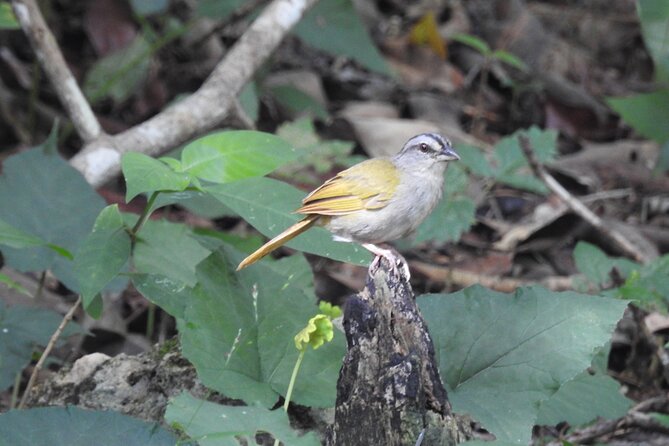 Half-Day Birdwatching Puerto Morelos - Key points that make this Puerto Morelos birding tour worth your morning