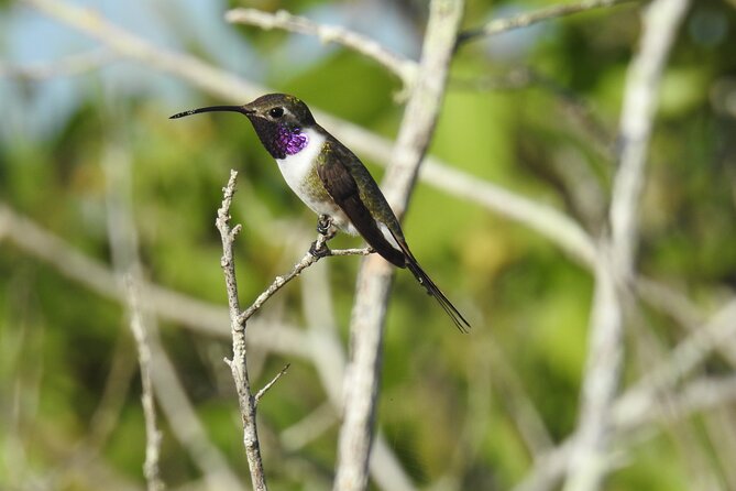 Half-Day Birdwatching Puerto Morelos - Why Ruta de los Cenotes birding feels calmer than Cancun resort life