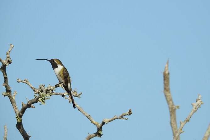 Half-Day Birdwatching Puerto Morelos - The guide matters: Carlos, and why follow-up helps your brain
