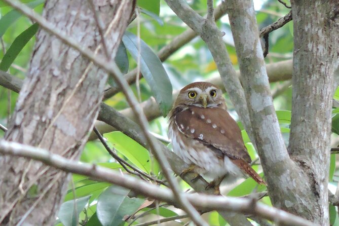 Half-Day Birdwatching Puerto Morelos - Birds you might spot: from pygmy owl to toucans