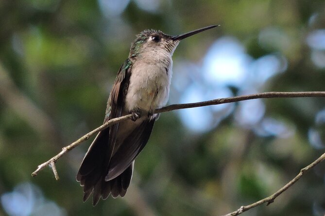 Half-Day Birdwatching Puerto Morelos - Small-group birding, shared guide service, and how attention feels