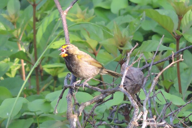 Half-Day Birdwatching Puerto Morelos - English tour experience: good for beginners, still useful for serious birders