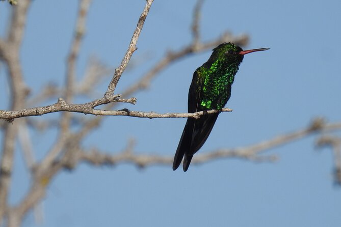 Half-Day Birdwatching Puerto Morelos - Weather rules and walking effort, so you dress for real life