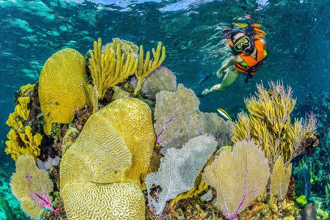 Half Day Guided Snorkeling Adventure in Puerto Morelos - Who Should Book This Tour, and Who Should Think Twice