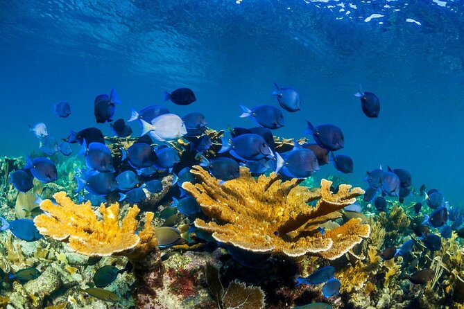 Half Day Guided Snorkeling Adventure Tour from Cancun - Reef time with a guide: how the two snorkeling sites feel different