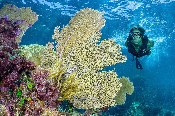Half Day Guided Snorkeling Adventure Tour from Cancun - Marine life you can plan around: fish shoals, coral formations, and a turtle chance
