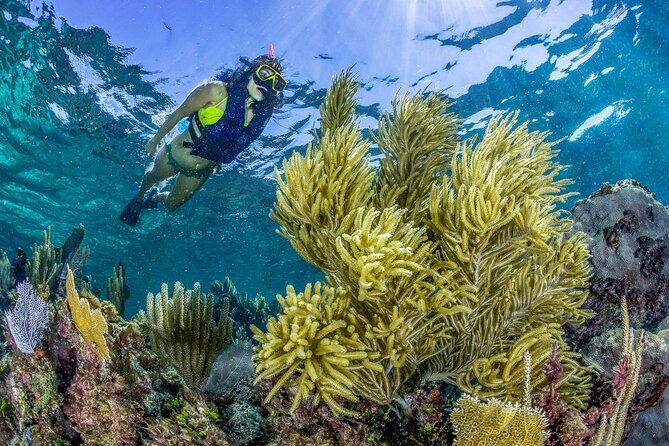 Half Day Guided Snorkeling Adventure Tour from Cancun - Price and value: what $129 really buys, plus the conservation tax