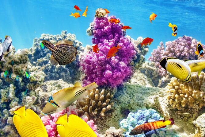 Half-Day Puerto Morelos Snorkeling Experience with Lunch - Puerto Morelos snorkeling, the reason it beats the big-crowd vibe