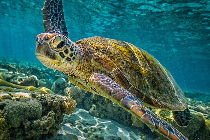 Half-Day Puerto Morelos Snorkeling Experience with Lunch - Reef time that’s actually guided: gear, rules, and what you can look for