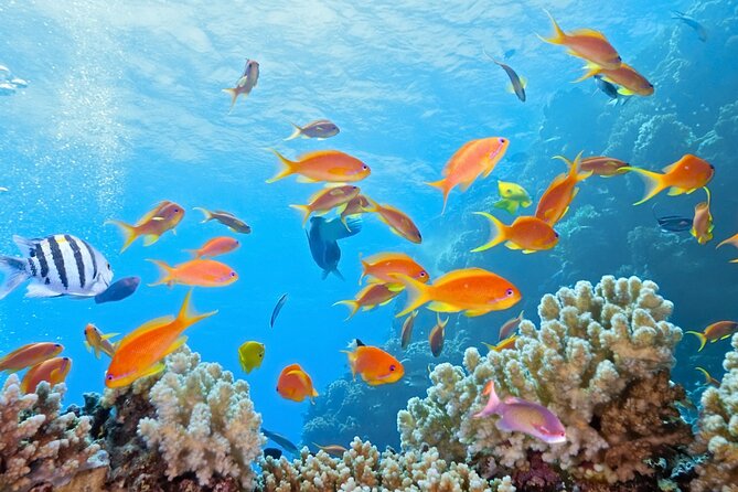 Half-Day Puerto Morelos Snorkeling Experience with Lunch - Town time in Puerto Morelos: shopping and walking without overstaying