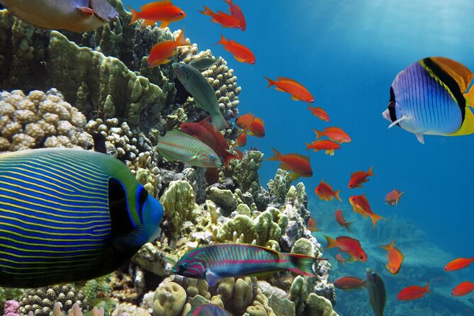 Half-Day Puerto Morelos Snorkeling Experience with Lunch - Small group size, pickup variations, and the few real caution flags