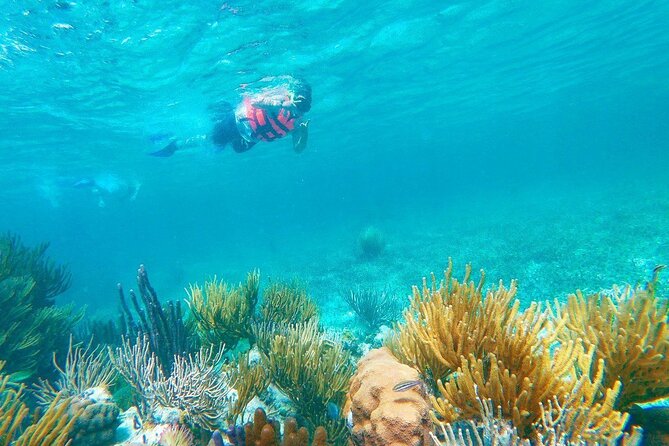 Half-Day Puerto Morelos Snorkeling Experience with Lunch - Who should book this Puerto Morelos snorkeling trip