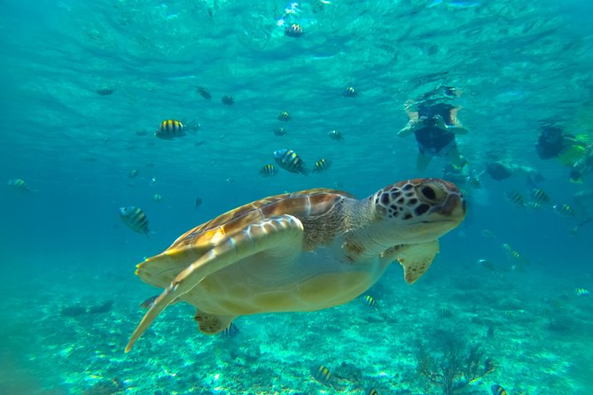 Half-Day Underwater World Tour - First stop: the cenote swim that sets the tone