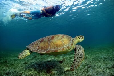 Half-Day Underwater World Tour