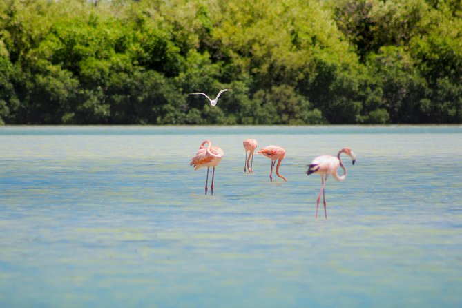 Holbox Island Tour From Cancun - Holbox Island Time: Lunch, Golf Cart Views, and a Slower Tempo