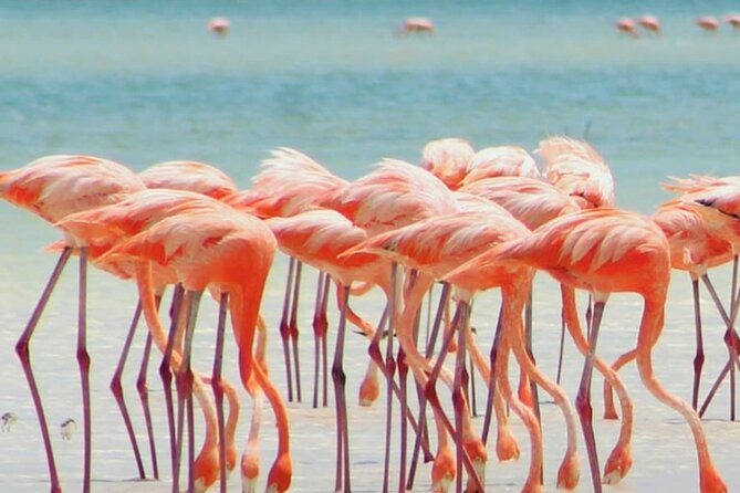 Holbox plus Island Magic by boat Tour from Cancun - Isla de la Pasion: sandbanks, seabirds, and easy beach mode