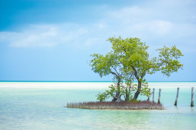 Holbox tour from Cancun and Riviera Maya - The golf cart promise: what to expect and how to handle it