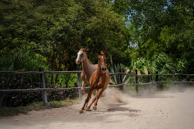 Horseback Riding and Cenote Swim from Cancun or Playa del Carmen - The cenote swim: cool water, towels, and changing space