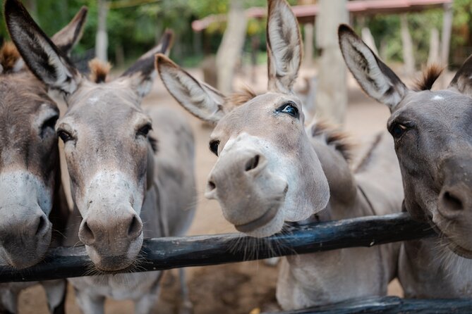 Horseback Riding and Cenote Swim from Cancun or Playa del Carmen - Photo situation: plan for extra spending