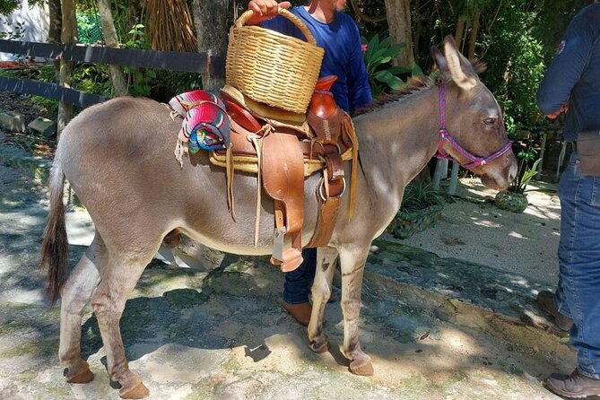 Horseback Riding Tour at Rancho Bonanza and Cenote Swim - Your guide experience: names you might hear and what that usually means