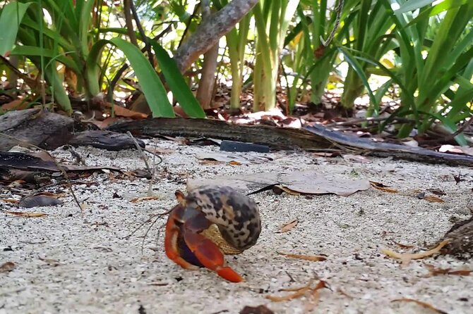 Isla Contoy and Isla Mujeres Tour with Snorkeling from Cancun - Isla Mujeres Hour: Shopping, Beach Break, and a Fun Twist on the Return