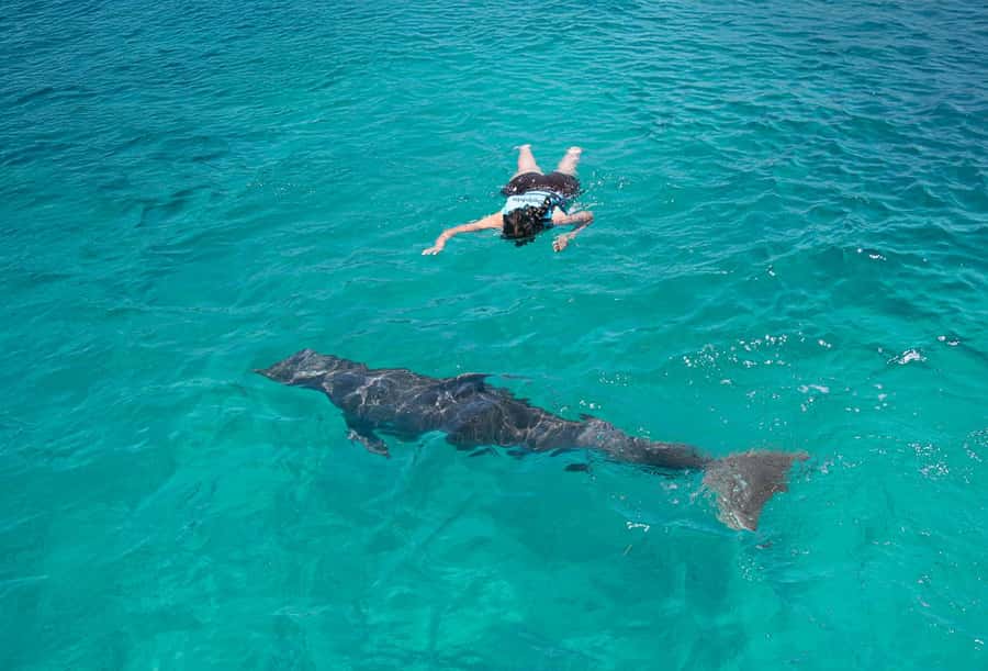 ISLA MUJERES: Dolphin Royal Connection & buffet from Cancun - What to expect from the dolphin encounters, emotionally and practically