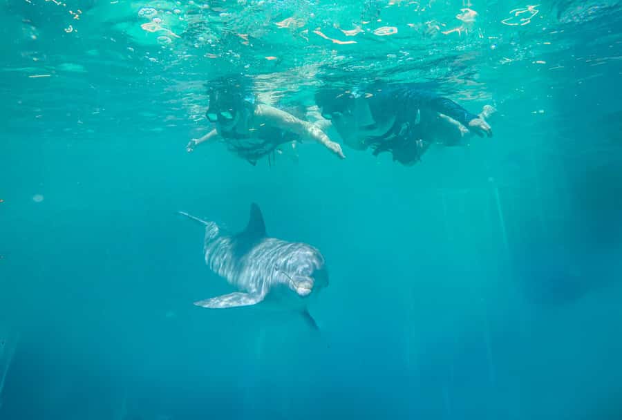 ISLA MUJERES: Dolphin Royal Connection & buffet from Cancun - Safety and rules before you even see a dolphin