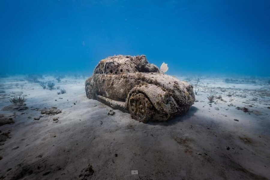 Isla Mujeres - MUSA and the Manchones Reef - Snorkel - Stop 1: MUSA underwater museum, what snorkelers can expect to see