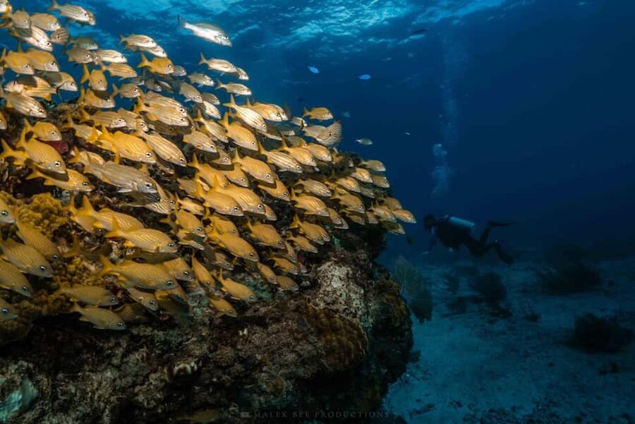 Isla Mujeres - MUSA and the Manchones Reef - Snorkel - The snack and boat break that keeps the tour from feeling rushed