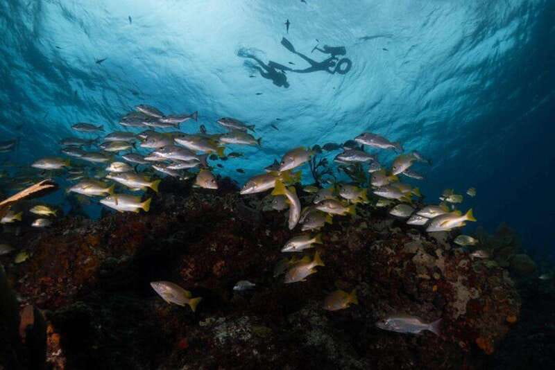 Isla Mujeres: Snorkel Tour at Musa and Manchones Reef - Quick hits: what makes this tour worth your time