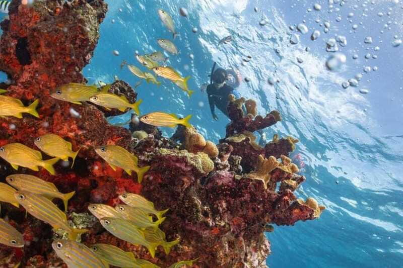 Isla Mujeres: Snorkel Tour at Musa and Manchones Reef - Guides and safety: why you feel comfortable faster