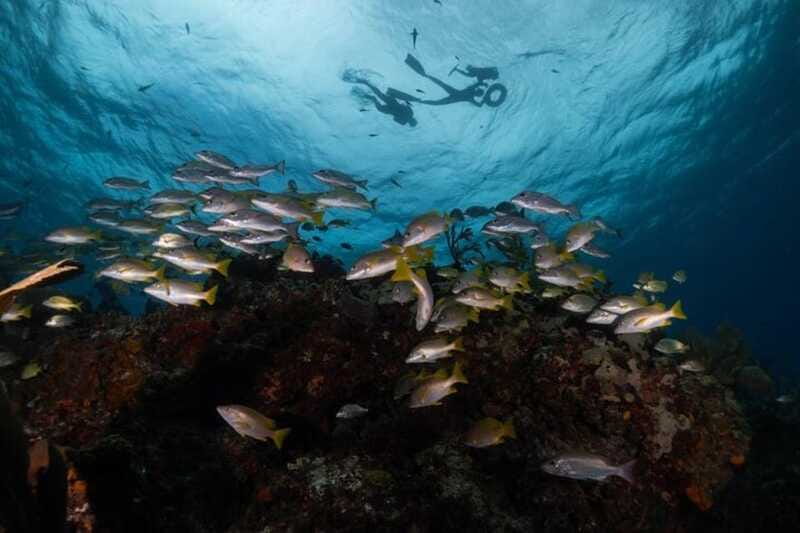 Isla Mujeres: Snorkel Tour at Musa and Manchones Reef - Should you book it? My take