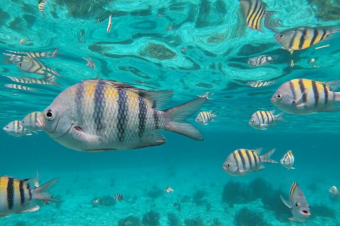 Isla Mujeres: Snorkeling Adventure at the Underwater Museum - Entering Isla Mujeres: what the day looks like in real life