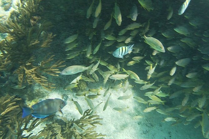 Isla Mujeres: Snorkeling Adventure at the Underwater Museum - Sac Bajo Reef: where sea turtles and rays are on the radar
