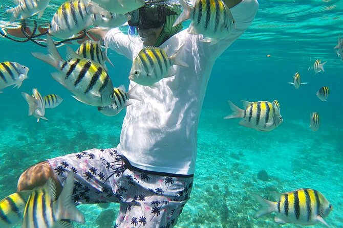 Isla Mujeres: Snorkeling Adventure at the Underwater Museum - MUSA underwater museum: statues, fish, and art with a purpose