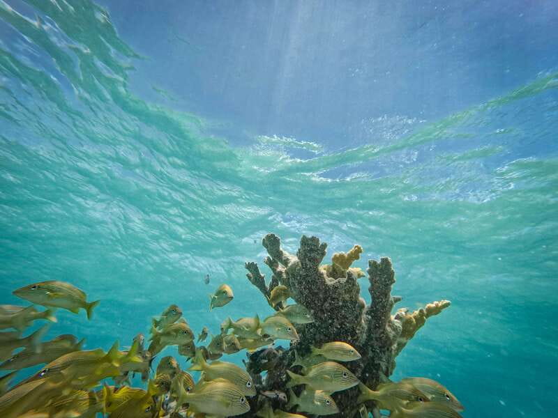 Isla Mujeres: Snorkeling in Underwater Museum - Safety Rules and Who This Tour Is Not For