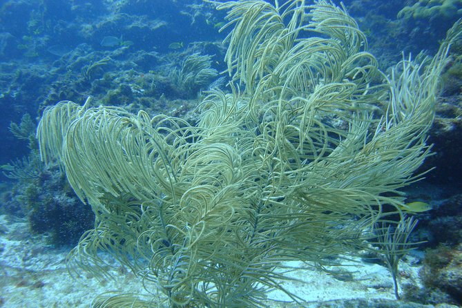 Isla Mujeres Snorkeling Tour - Stop 2: the second shallow reef off Isla Mujeres, protected marine life nearby