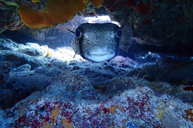 Isla Mujeres Snorkeling Tour - The guide experience: English fluency and real hands-on help