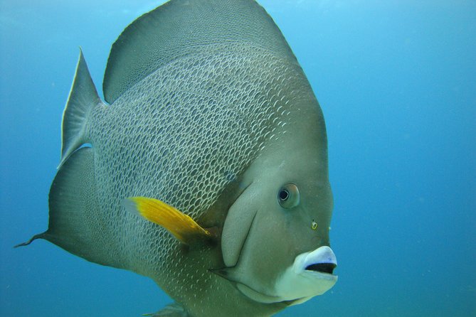 Isla Mujeres Snorkeling Tour - Who this Isla Mujeres snorkeling tour suits best