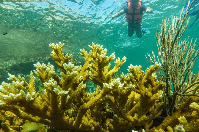 Isla Mujeres Snorkeling Tour Adventure - Food and drinks: ceviche, chips, guac, sandwiches, and a margarita