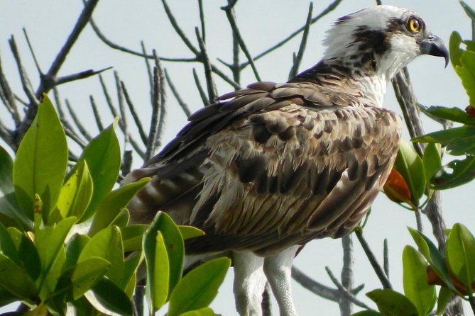 Kayak adventure through Laguna Nichupté in Cancun - Bird-Tree Time: Cancun Birdwatching Without the Crowds