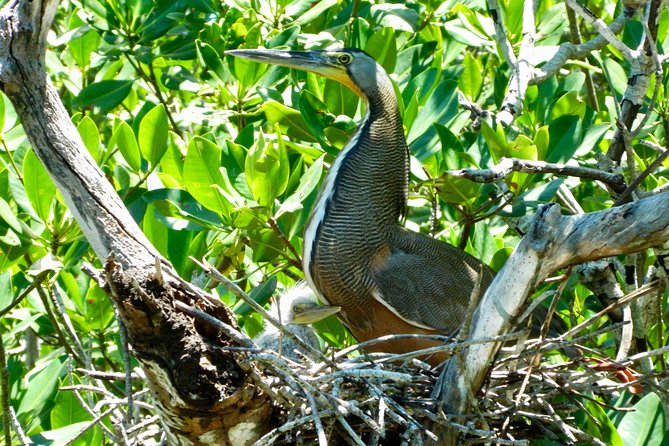 Kayak adventure through Laguna Nichupté in Cancun - The Ecosystem Lesson That Makes the Paddle Worth It