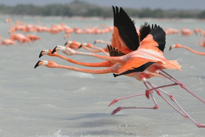 Las Coloradas and Rio Lagartos Tour with All Inclusive - The dock and ecological reserve fee: plan for it early