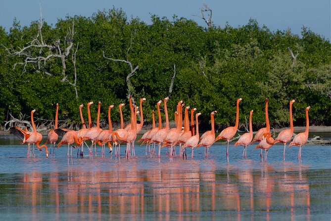 Las Coloradas and Rio Lagartos Tour with All Inclusive - Comfort and logistics: van seating, heat, and bathroom reality