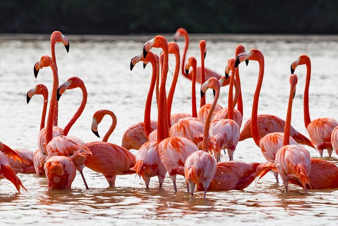 Las Coloradas Pink Lake & Rio Lagartos Guided Tour - Restaurante Los Negritos Lunch Stop: What Included Means